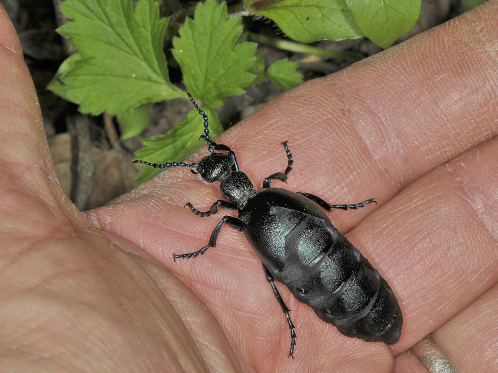 Meloe violaceus o proscarabeus?